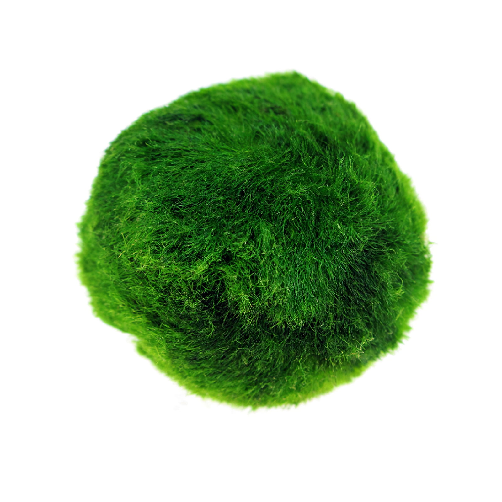 Environmental Green Seaweed Balls Genuine Aquarium Ball Moss Balls Live