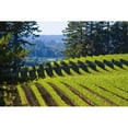 thumbnail image 3 of Crane, Rita 24x17 Black Modern Framed Museum Art Print Titled - Sunlit Vineyard I, 3 of 5