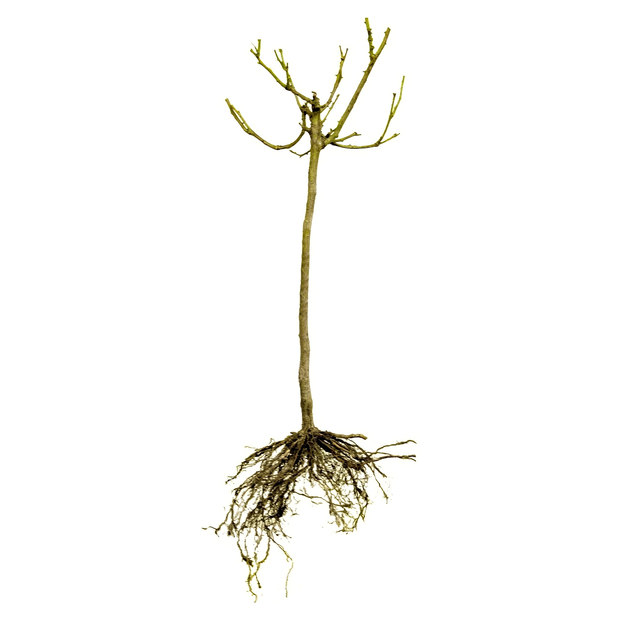 National Plant Network Bare Root Knock Out Rose Tree Double Pink