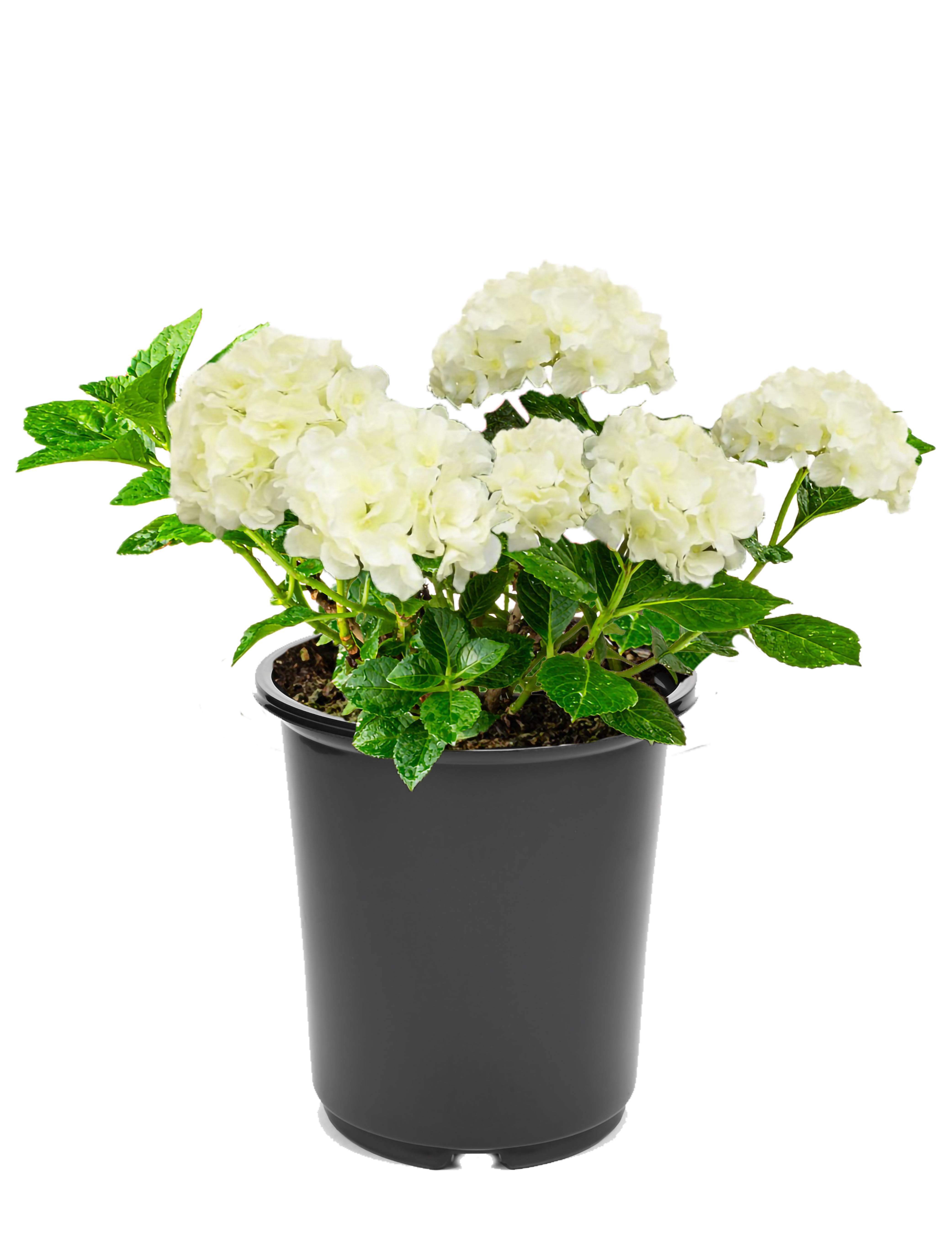Expert Gardener 2.5QT Sun Hydrangea Live Shrub Plant - Walmart.com