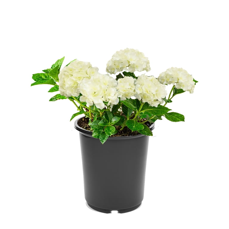 Expert Gardener 2.5QT Sun Hydrangea Live Shrub Plant - Walmart.com