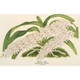 thumbnail image 3 of Charles Antoine Lemaire 24x17 Black Modern Framed Museum Art Print Titled - Aerides Lobbii (1854-1896), 3 of 5