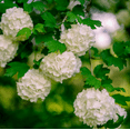 thumbnail image 3 of Old Fashion Snowball Viburnum Plant White Viburnum Shrub Viburnum Highbush Starter Plant 4 to 12 Inch Tall in 4 Inch Pot - Dormant in Winter, 3 of 6