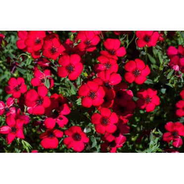Seedville 500 Linum Grandiflorum Rubrum Flower Seed