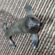 thumbnail image 4 of Animales Oceánico Pintados A Mano Con Fines Educativos, Favores De Fiesta, Decoraciones Para Fiestas, Juguetes Sensoriales, Juegos De Pesca Y León marino Macarena Juguetes marinos de animales, 4 of 8