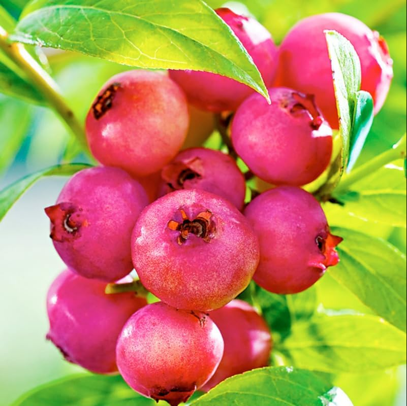 Set 2 Pink Lemonade Blueberry Live Plants, Dwarf Fruit Tree Starter Plant, Vaccinium Pink Lemonade, Unique Dwarf Variety with Pink Berries, 4 to 6 Inch Tall, No Ship Pot