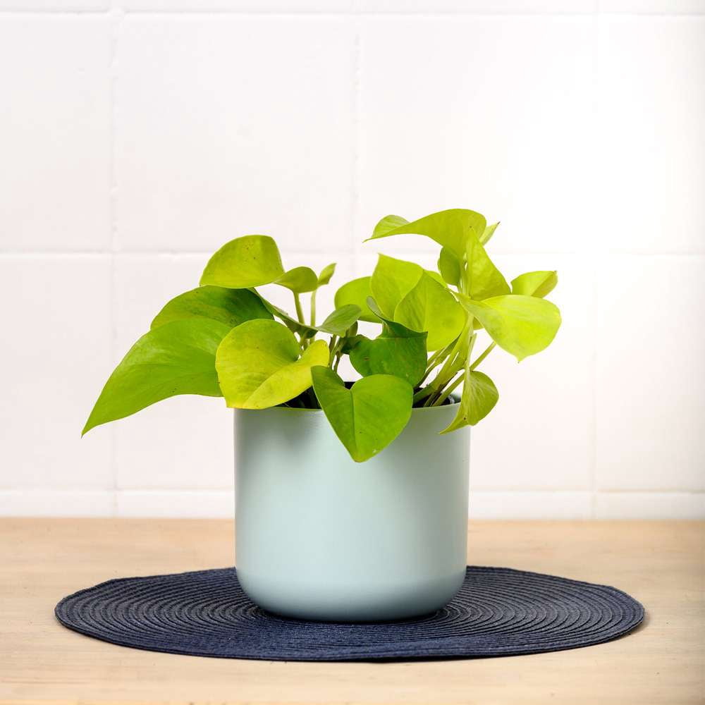 Pothos Neon Live Plant for Indoor | Different Houseplants in 4'' & 6'' Pot | Real House Plant for Living Room, Office, Desk & Bathroom | Neon Pothos | Epipremnum pinnatum