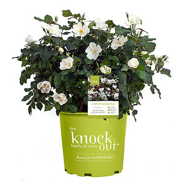 Pink Double Knock Out Rose Bush (2 Gallon) Flowering Semi-Evergreen ...