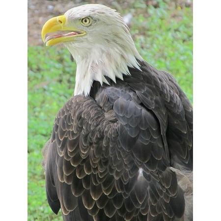 laminated poster bald eagle