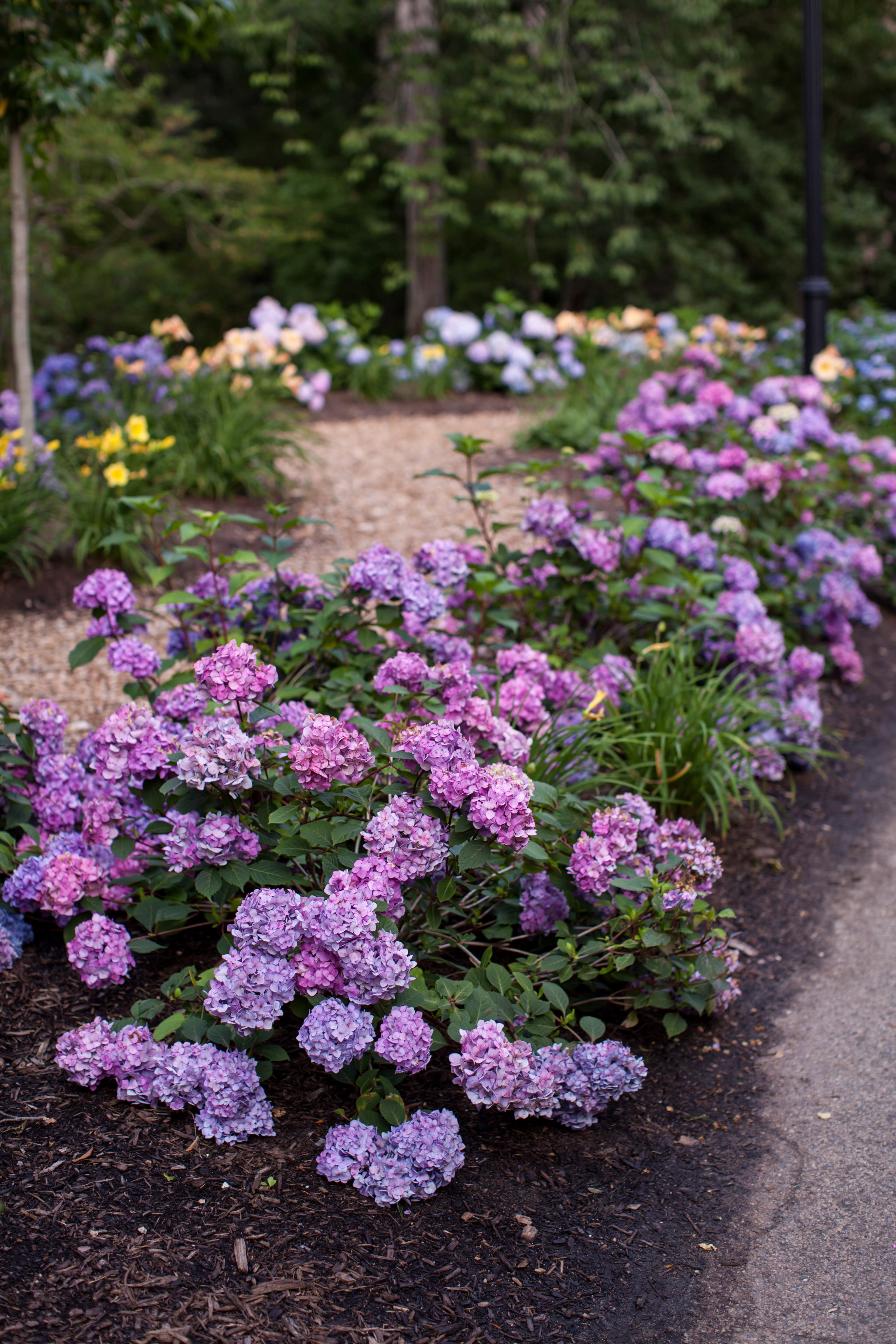 Endless Summer 1.0 GL Filtered Sun Flowering Shrub Hydrangea Endless Pop Star Live Plant