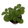thumbnail image 2 of Vicks Swedish Ivy Plant - Plectranthus - 2.5" Pot, 2 of 2