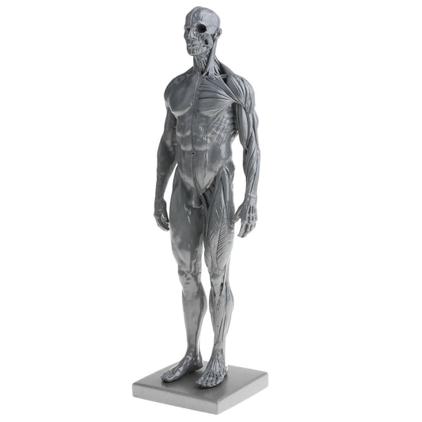 Modelo de anatomía masculina de 11 pulgadas, kit de estudio anatómico de músculos y esqueleto - Gris