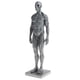 thumbnail image 1 of Modelo de anatomía masculina de 11 pulgadas, kit de estudio anatómico de músculos y esqueleto - Gris, 1 of 9