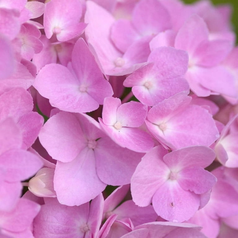 【Hydrangea】 Endless Summer The Original Reblooming Hydrangea Live Shrub