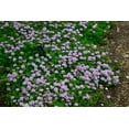 thumbnail image 2 of 1000 THYME Common, English, German, French, Garden, or Winter Thymus Vulgaris Herb Flower Seeds, 2 of 11
