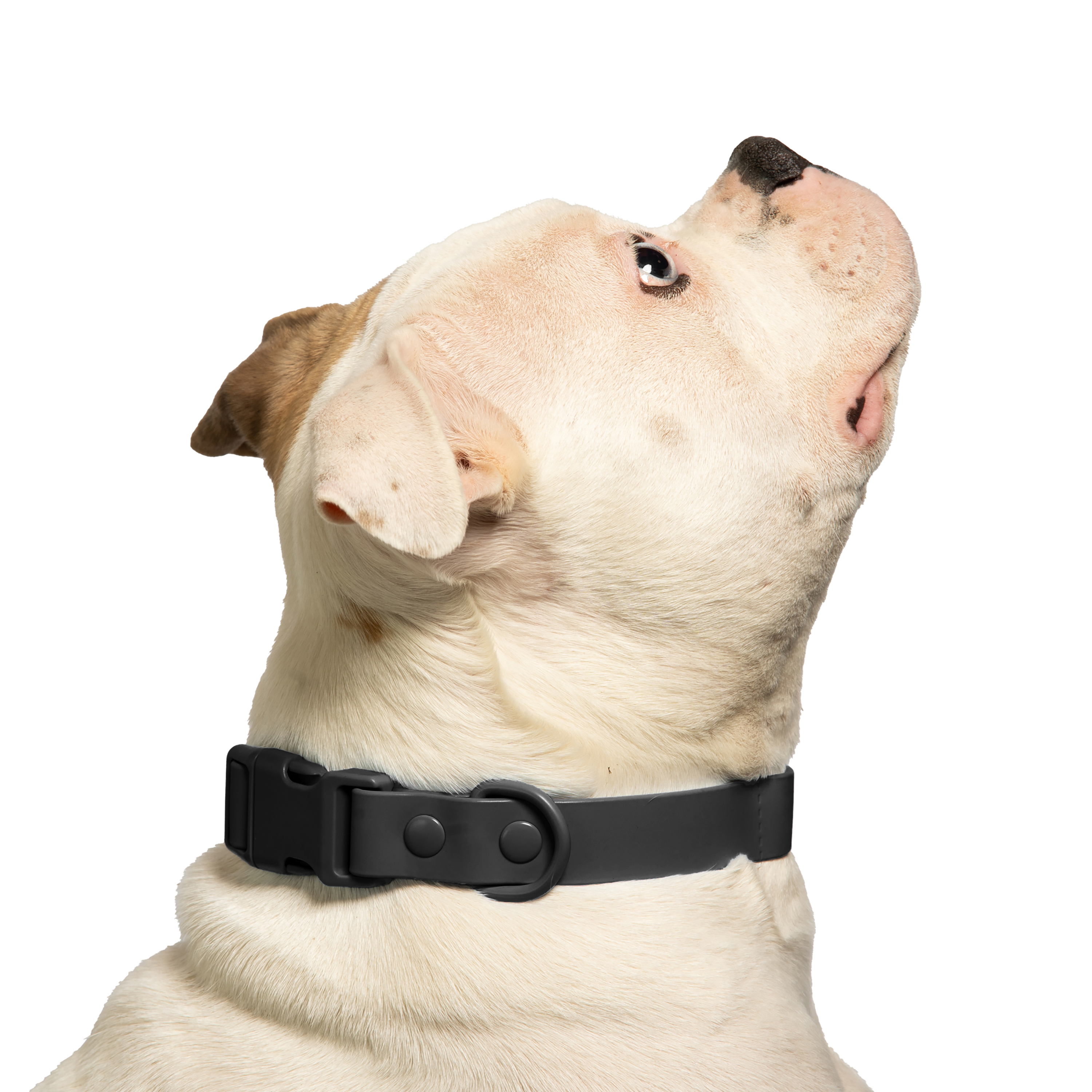 Vibrant Life Water Resistant Adjustable Dog Collar, Black, M