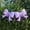 Purple, variant on 2PCS 24-Inch Colorful Bow Aluminum Foil Balloons for Weddings, Birthdays, and Parties