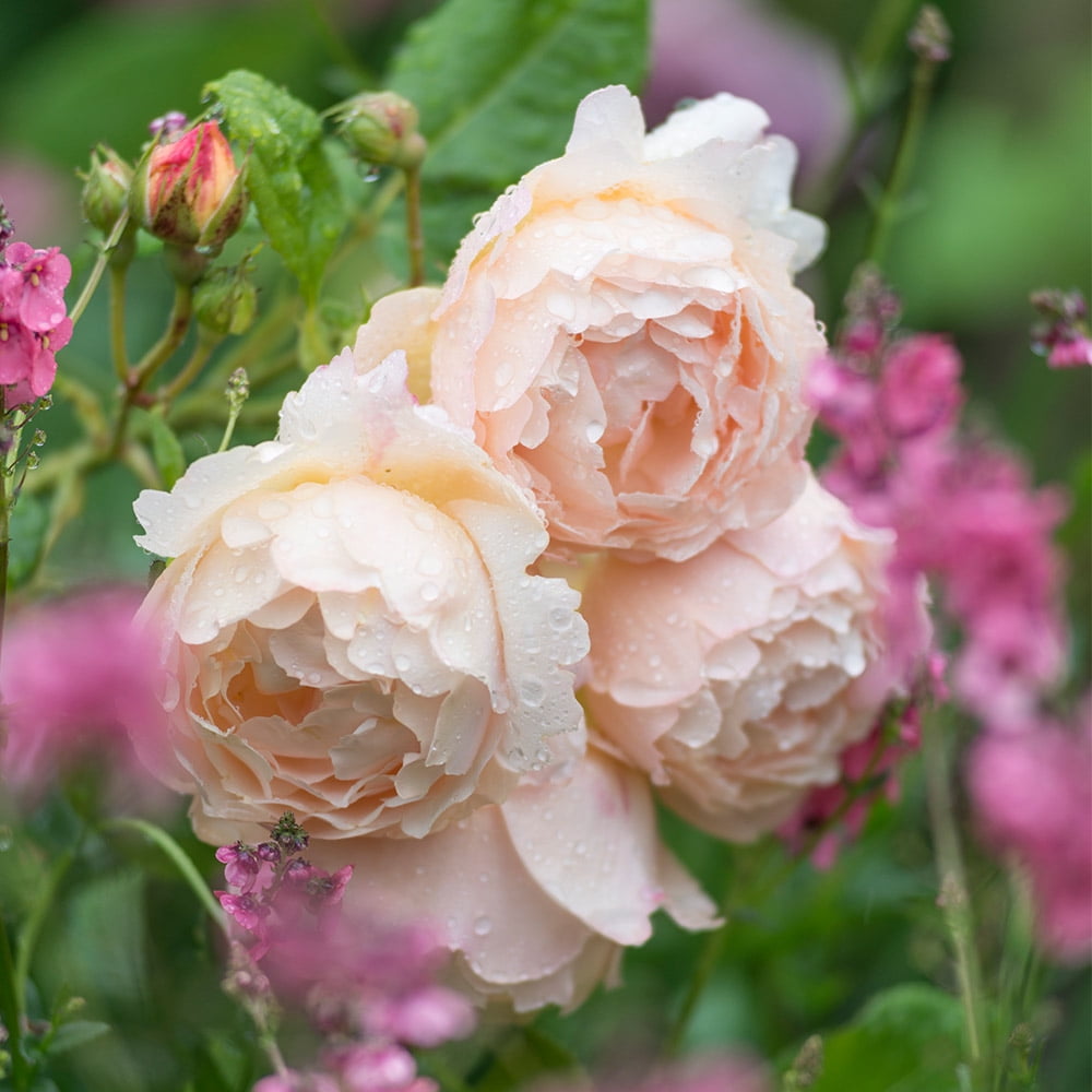Heirloom Roses 15" Cream Wollerton Old Hall David Austin Rose Live Plants in Pots