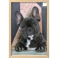 thumbnail image 2 of French Bulldog, Framed Art Print Wall Art Sold by ArtCom, 2 of 5