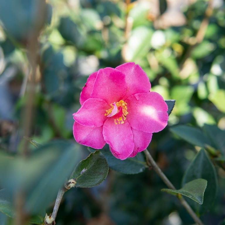 3 Gal. Kanjori Camellia - Vibrant Pink Flowers - Mid Winter