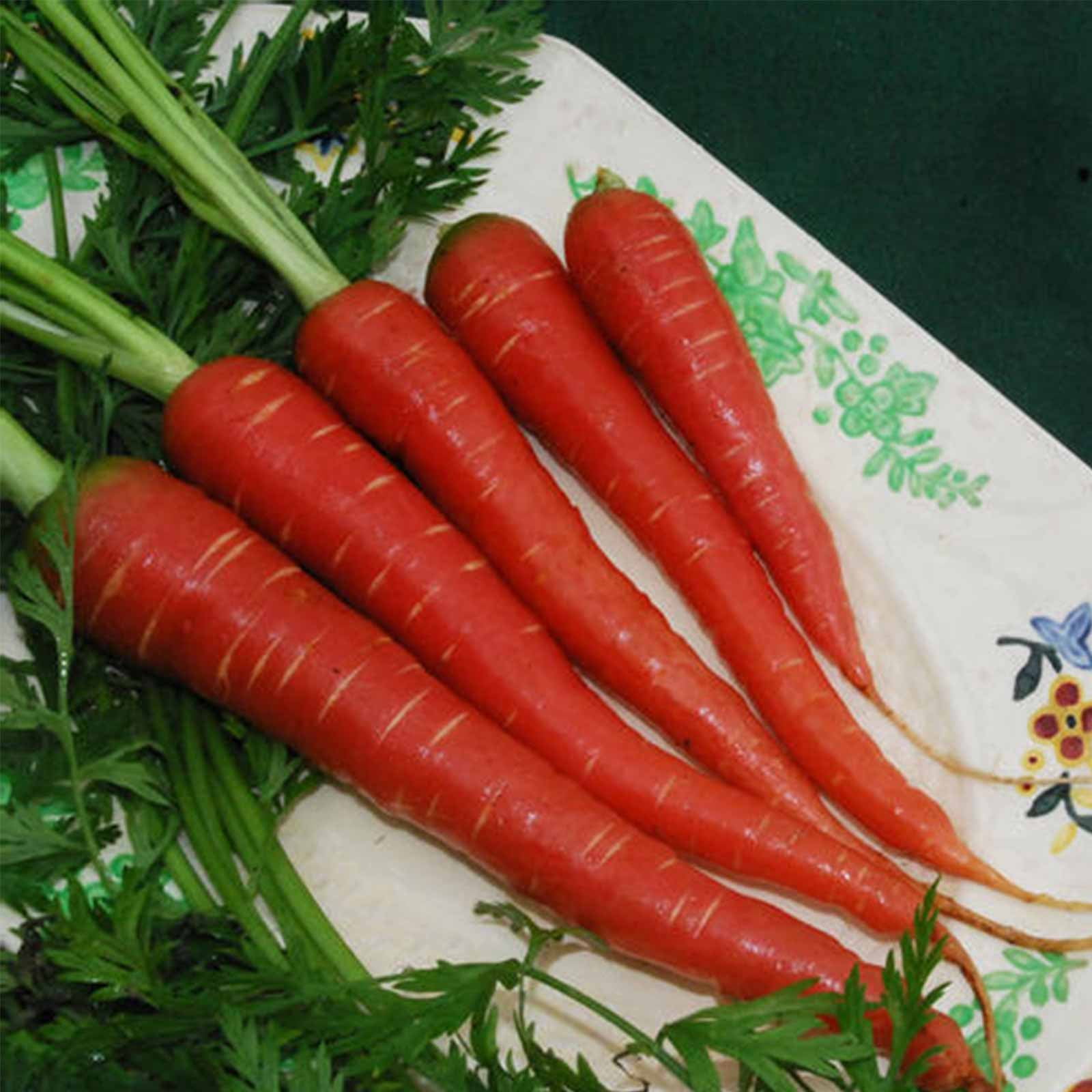 Red Carrot Seeds 1 g 600 Seeds NonGMO, Heirloom Vegetable Garden