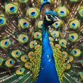 thumbnail image 5 of Orinice Peacock Feathers Bathroom Decor Set - Colorful Luxurious Graphic Print Polyester Fabric Shower Curtain with Hooks 69x72, 5 of 7
