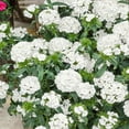 Dianthus Seeds Dianthus Barbatus Sweet William White Flower Seed