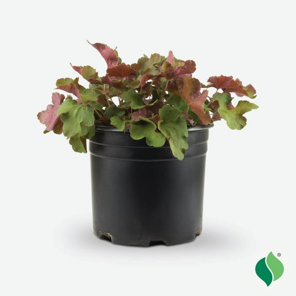 2 Gallon Heuchera Caramel