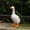 8.7in, variant on Large Porch Goose Statue, Adjustable Large Realistic Waterfowl Sculpture, Tall White Geese Figures for Backyard