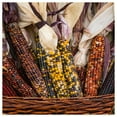 thumbnail image 5 of Everwilde Farms - 100 Fiesta Ornamental Corn Seeds - Gold Vault Jumbo Bulk Seed Packet, 5 of 5