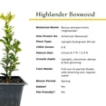 thumbnail image 6 of 2 Highlander Boxwood – Fast-Growing Upright Evergreen Shrub for Privacy Hedges, Screens & Borders (Buxus sempervirens ‘Highlander’) in 3.5″ Cubes, Live Plants, 6 of 9