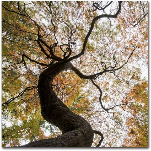 Trademark Fine Art "Under a Japanese Maple 2" Canvas Art by Kurt Shaffer