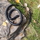 thumbnail image 4 of Juguete Rubber Snake Brandon Super Realistic Black Mamba 130 cm, 4 of 6