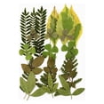 thumbnail image 1 of Juego De Hojas Secas Bearachild 10 Conjunto De Hojas Verdes, 1 of 6