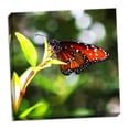 thumbnail image 1 of Gango Home Decor Resting Butterfly IV by Alan Hausenflock (Ready to Hang); One 24x24in Hand-Stretched Canvas, 1 of 4