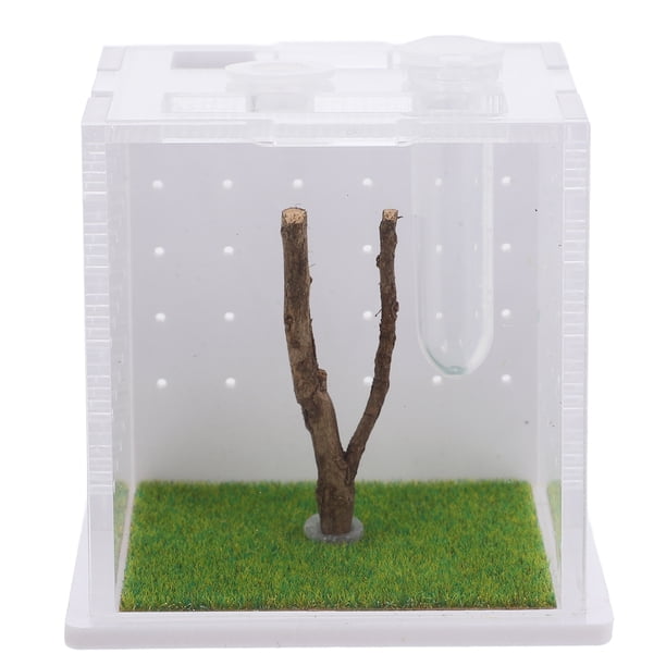 Caja transparente para arañas, hábitat para arañas saltarinas, caja acrílica para insectos, jaula acrílica para arañas saltarinas, caja de alimentación, contenedor para arañas insectos