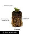 thumbnail image 4 of Direct Gardening Cobalt Dreams Delphinium Dormant Bare Root Blue Flowering Perennial Starter Plant, 4 of 4