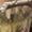 Mossy Oak Bottomland, variant on Men's Non-Typical LST Silencer Fleece-Lined Hoodie Jacket