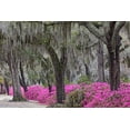 thumbnail image 2 of Jones, Adam 18x13 Black Ornate Wood Framed with Double Matting Museum Art Print Titled - Live oak trees draped in Spanish moss and azaleas in full bloom in spring-Bonaventure Cemetery, 2 of 4