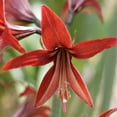 thumbnail image 2 of Easy to Grow Amaryllis Sumatra 1 Plant Bulb, Cybister Flower Indoor Holiday or Outdoor Spring Bloom, 2 of 3