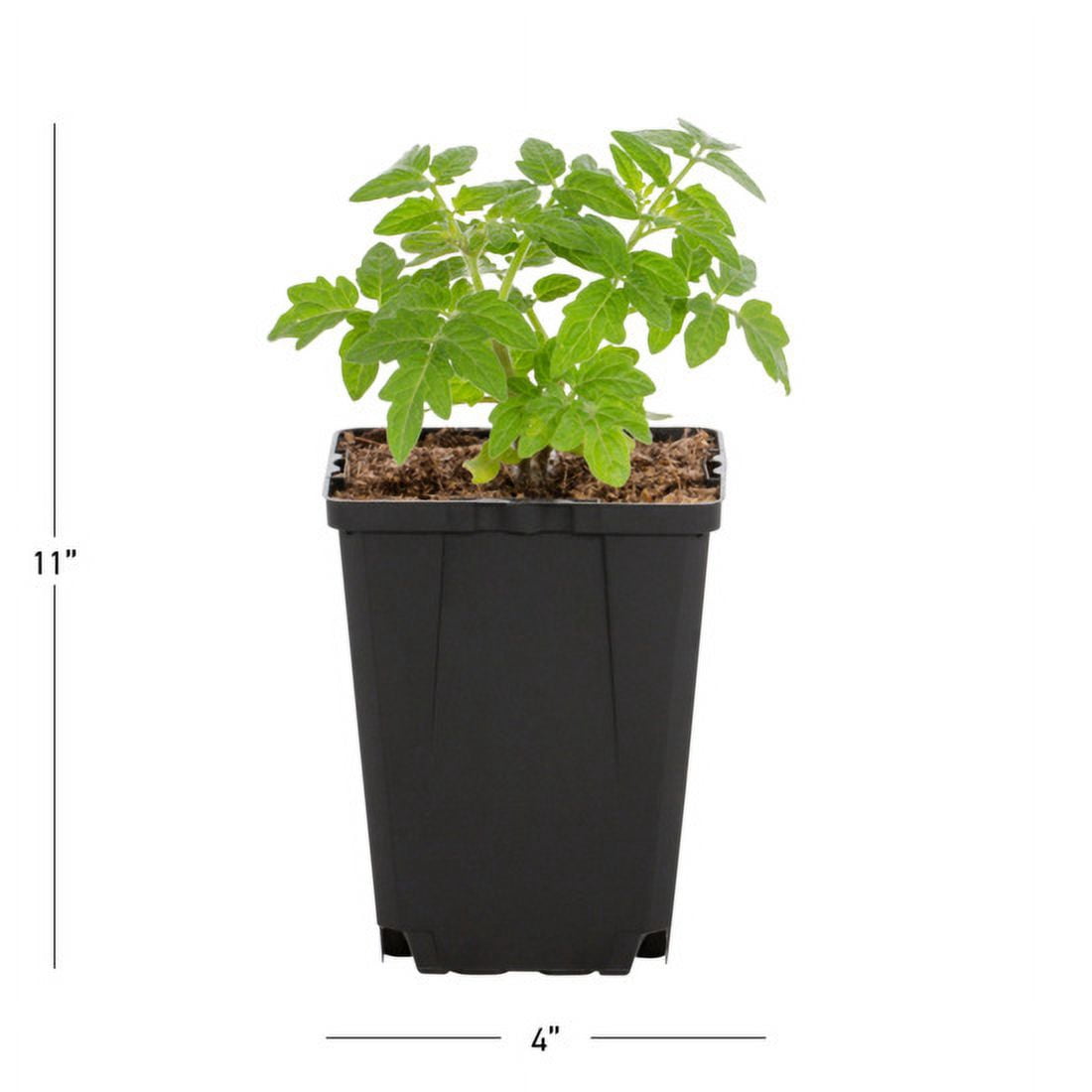 Expert Gardener Cherry Tomato Live Edible Plant, 1 PT Grower Pot, Full Sun, 6-Pack