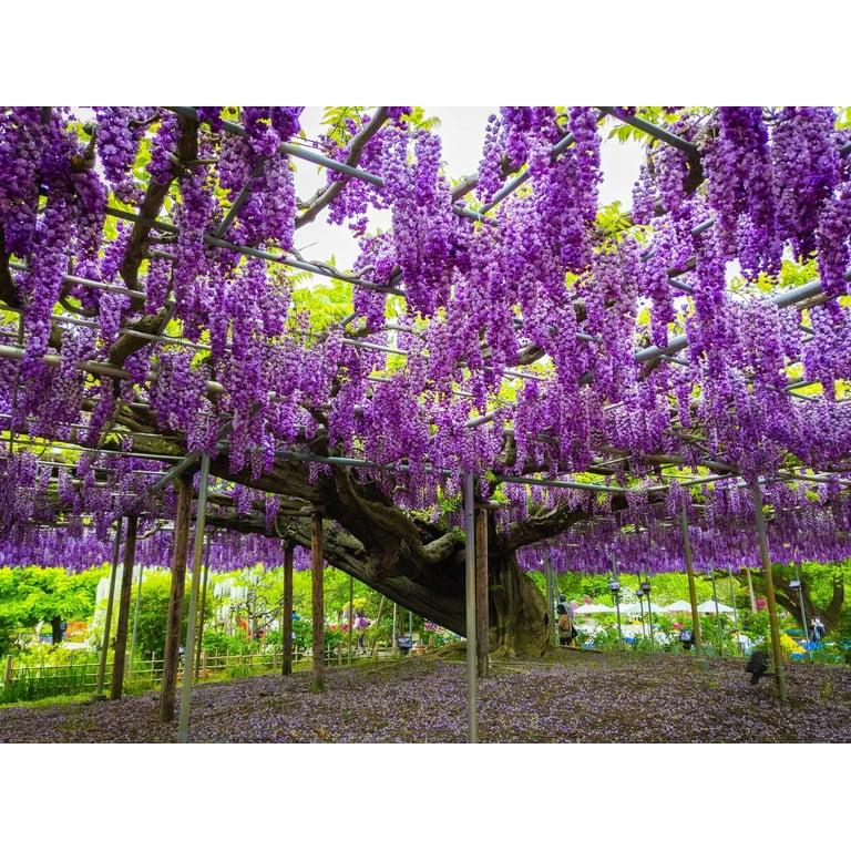 5 Seeds JAPANESE WISTERIA Floribunda, Purple Spring Outdoor