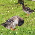 thumbnail image 2 of 2Pcs Garden Duck Stake Decoration Ground Insert Lifelike Acrylic Duck Stakes, 2 of 4