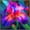 C, variant on Iris, Low Maintenance - Easy Grow - Ideal for Beds Borders, Plant Pots & Planters
