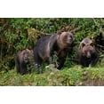 thumbnail image 2 of Hopkins, Cindy Miller 18x13 Black Ornate Wood Framed with Double Matting Museum Art Print Titled - Canada-British Columbia-Great Bear Rainforest Khutze Inlet Brown bear mother and cubs, 2 of 4