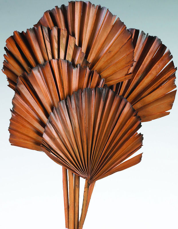 Dried Sun Palm Leaf Fans 5in. x 20in. , 5 pieces per bunch Single