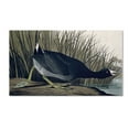 thumbnail image 2 of Trademark Fine Art "American Coot" Canvas Art by John James Audubon, 2 of 4