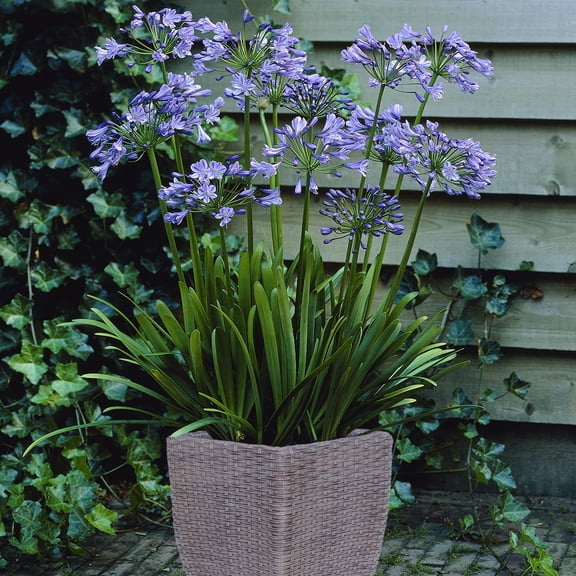 Van Zyverden Agapanthus Patio Kit with Decorative Rattan Planter, Planting Medium and 1 Plant Root Blue Full Sun Flowering 8 lbs