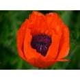 thumbnail image 2 of Plank, Savanah 32x25 Black Ornate Wood Framed with Double Matting Museum Art Print Titled - Orange Poppy, 2 of 4
