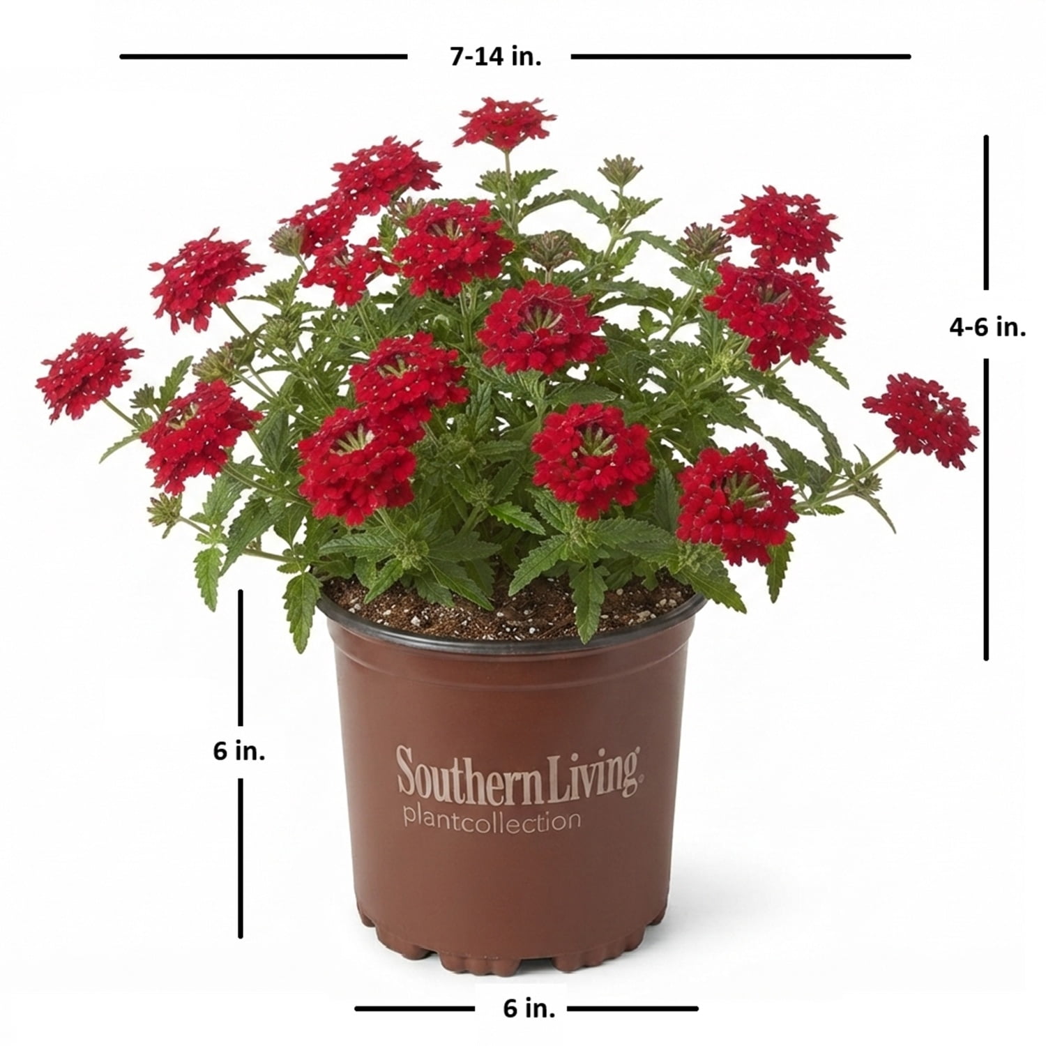 Southern Living Red Endurascape Verbena Live Shrub in 2.5-Quart Grower Pot
